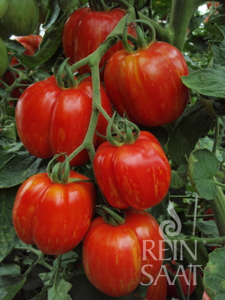 Tomate Red Cavern
